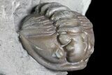 Wide, Enrolled Flexicalymene Trilobite In Shale - Ohio #84598-2